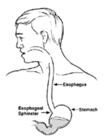 esophageal